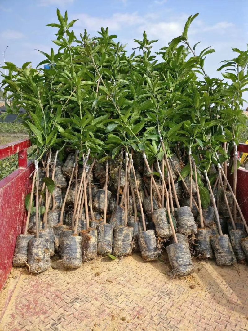 四季蜜芒嫁接苗，金煌芒，桂七芒，澳芒，贵妃芒，台农芒等等