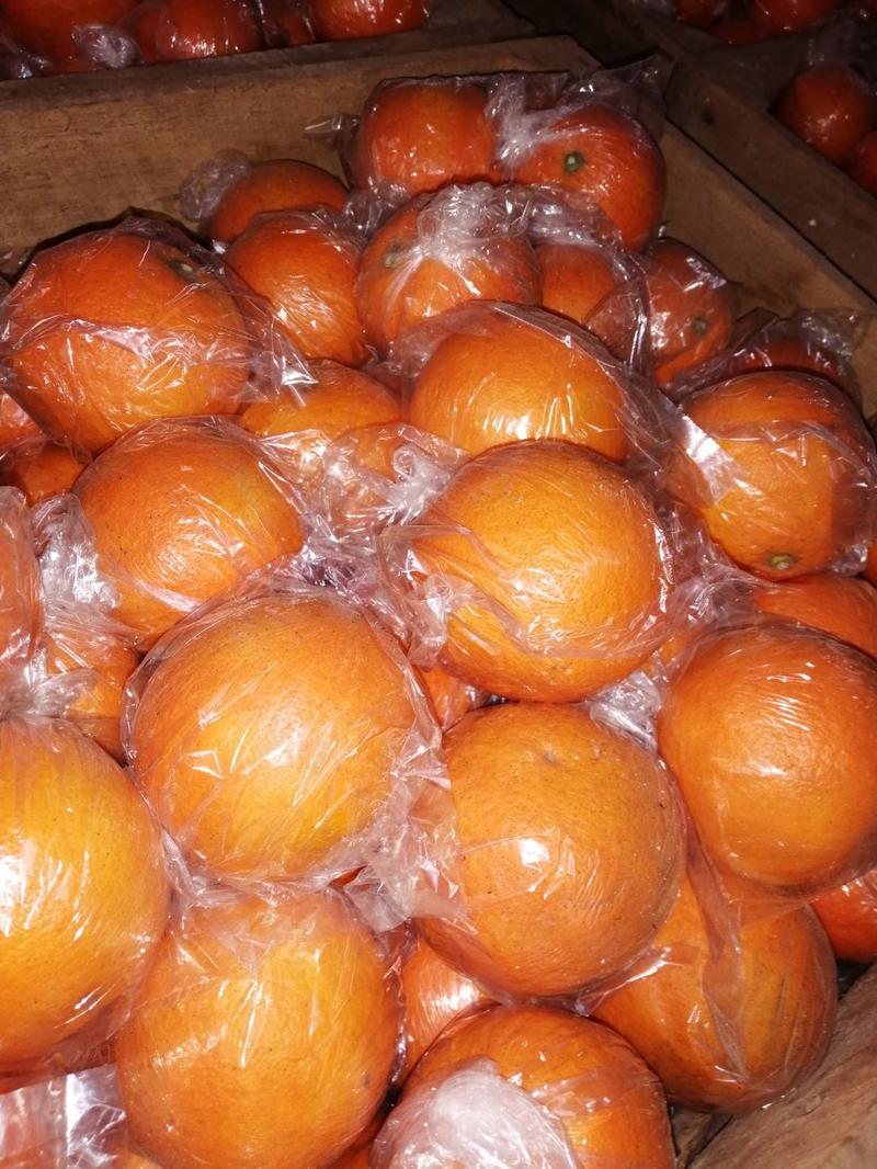 血橙福建南平塔罗科血橙，雪柑，60以上不封顶0.4