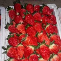 草莓苗，丰香草莓苗规格：10～20高，南北都能栽培，抗病