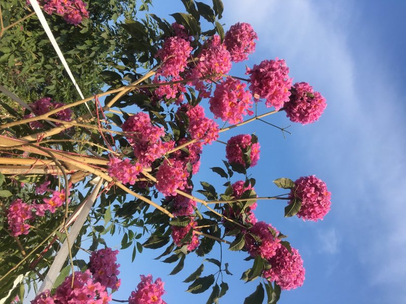 供应车轮梅树苗春花树苗黄花梨树苗