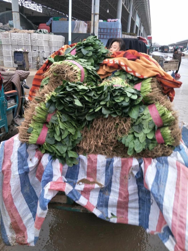 基地直供优质菠菜货源充足地头价品质保证可视频看货