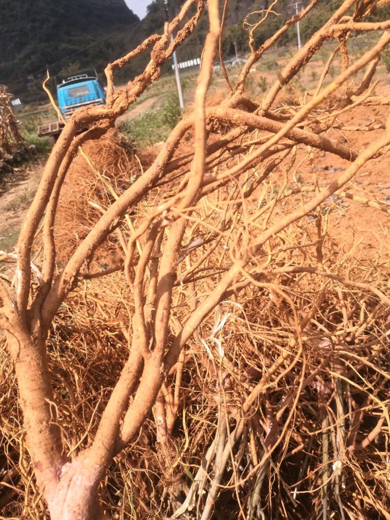 （热销）现挖五指毛桃根鲜货自家基地量大从优协助找车