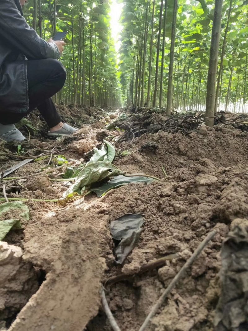 楸树金丝楸楸树小苗，梓树