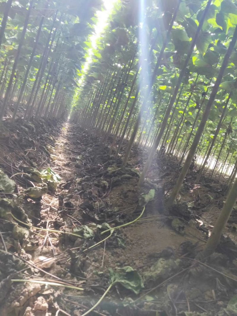 楸树金丝楸楸树小苗，梓树