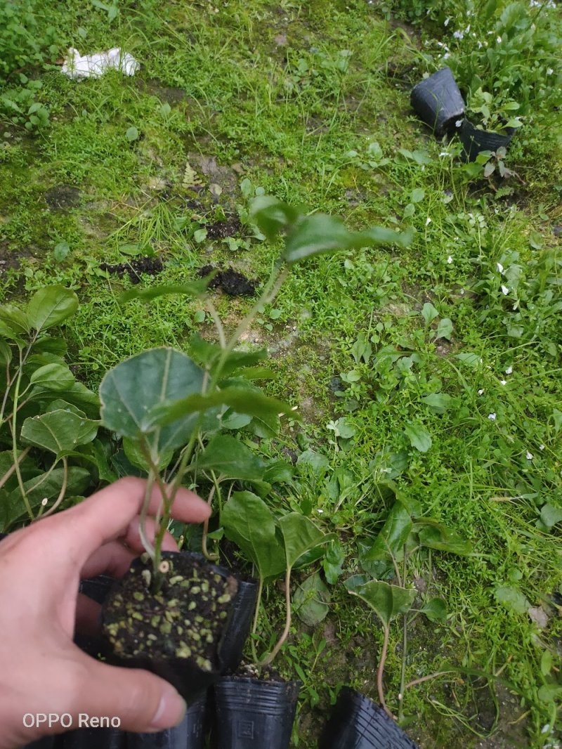 百香果苗