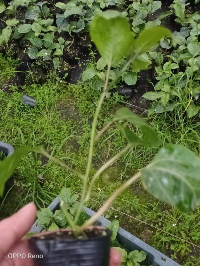 百香果苗