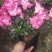 杜鹃花盆栽