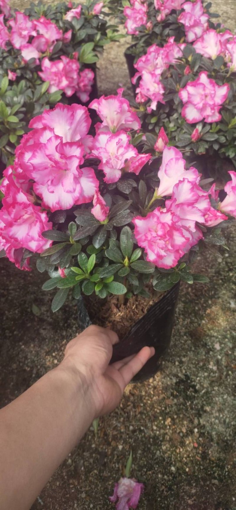 杜鹃花盆栽