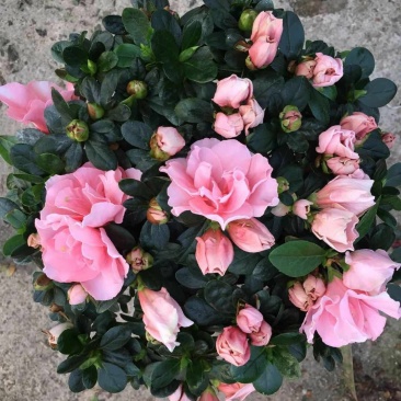 杜鹃花盆栽