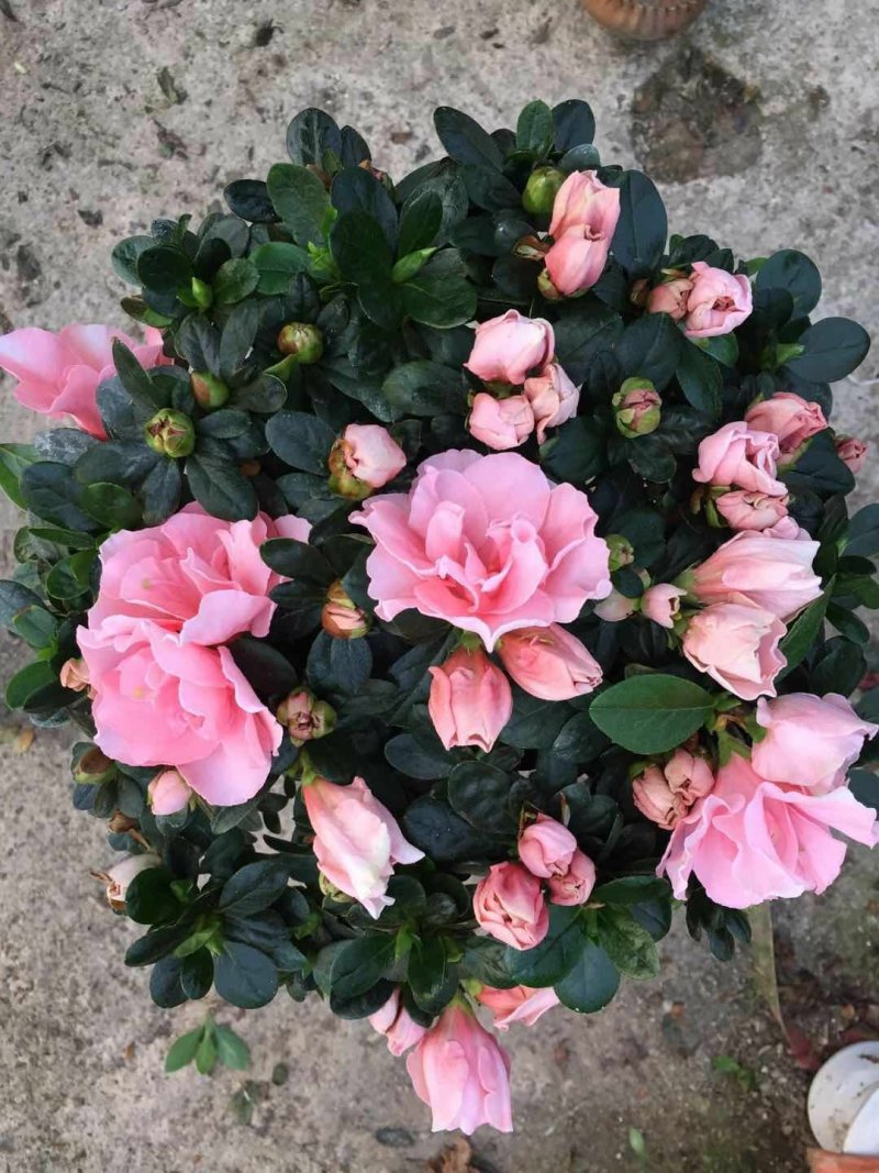 杜鹃花盆栽