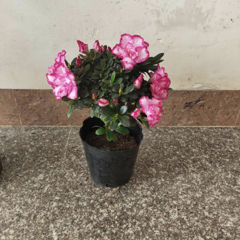 杜鹃花盆栽