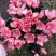 杜鹃花盆栽