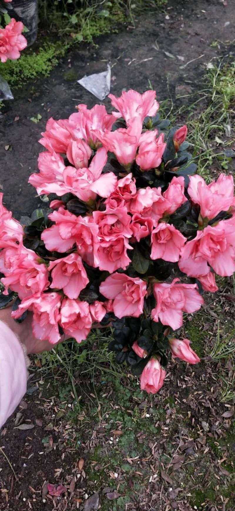 杜鹃花盆栽