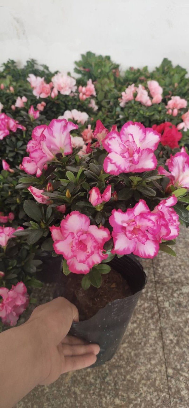 杜鹃花盆栽