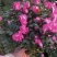 杜鹃花盆栽
