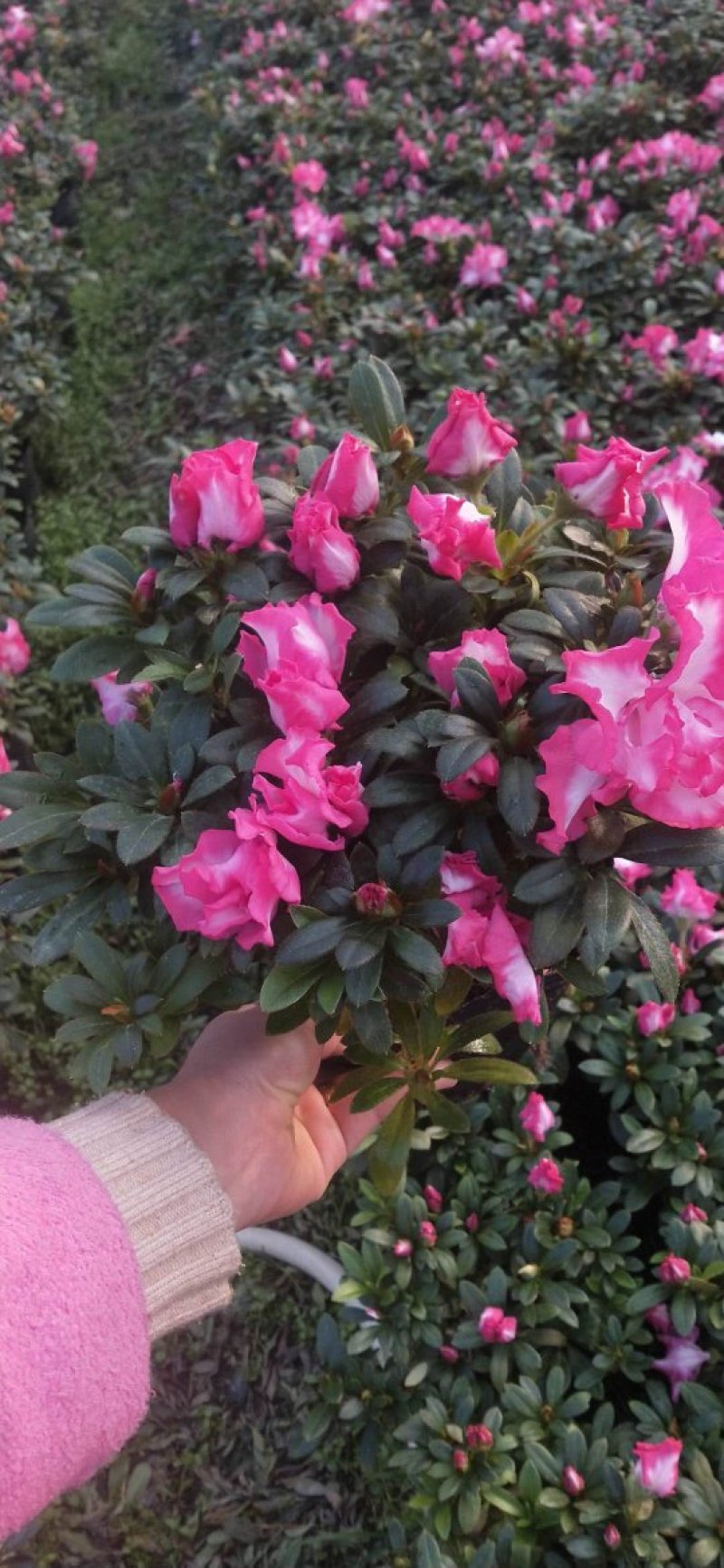 杜鹃花盆栽