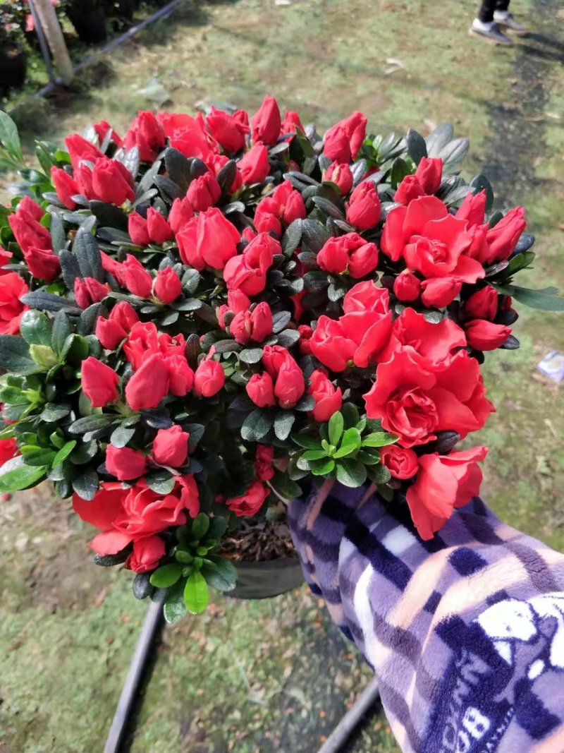 杜鹃花盆栽