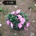 杜鹃花盆栽