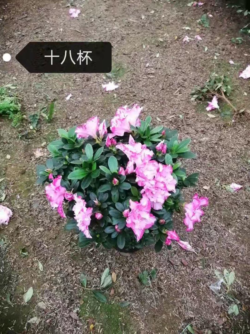 杜鹃花盆栽