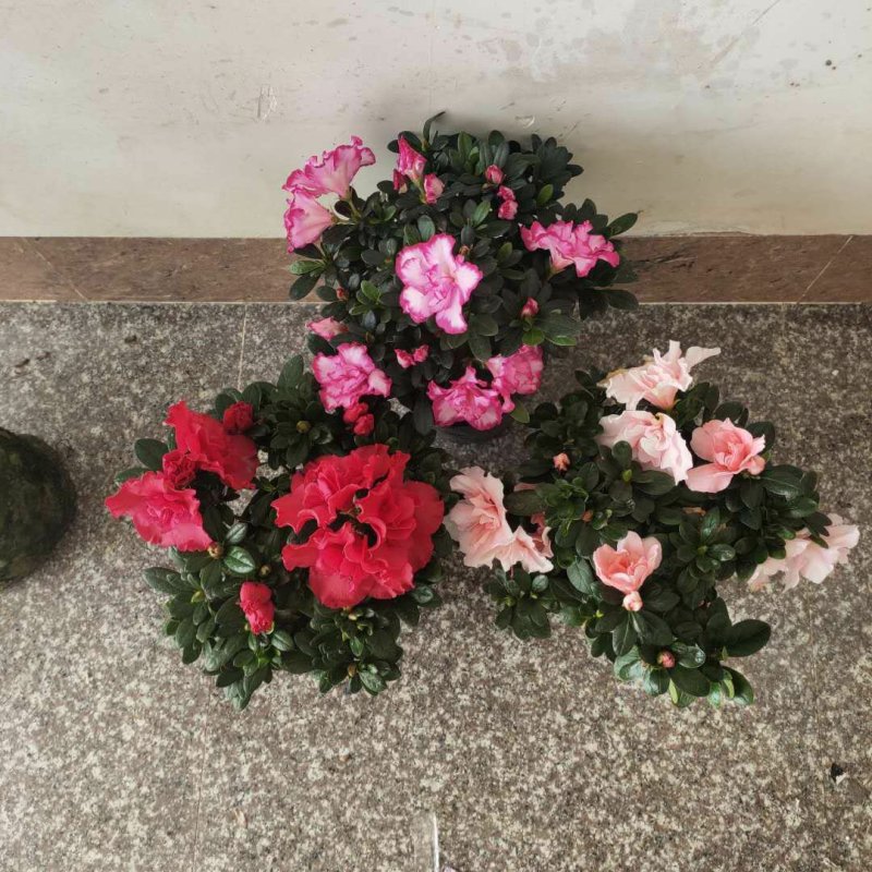 杜鹃花盆栽
