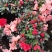 杜鹃花盆栽