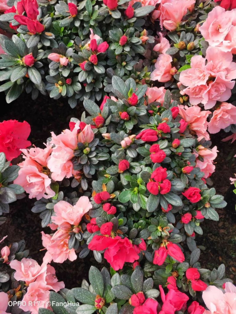 杜鹃花盆栽