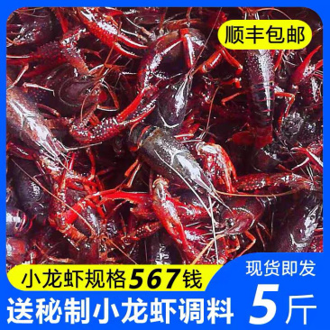 排湖小龙虾，绝对正宗。