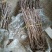 新品种枣苗茶壶枣树苗雪红枣嫁接苗茶壶枣苗盆地栽种植结果苗