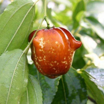 新品种枣苗茶壶枣树苗雪红枣嫁接苗茶壶枣苗盆地栽种植结果苗