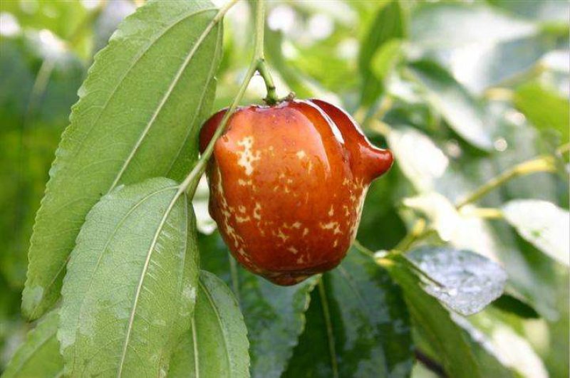 新品种枣苗茶壶枣树苗雪红枣嫁接苗茶壶枣苗盆地栽种植结果苗