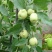新品种枣苗茶壶枣树苗雪红枣嫁接苗茶壶枣苗盆地栽种植结果苗