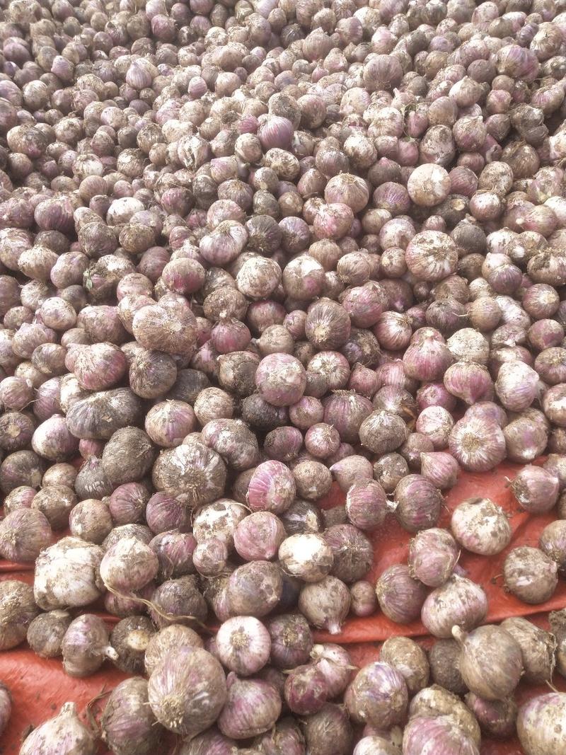 云南红蒜精品独头蒜，产地直供可以长期供货