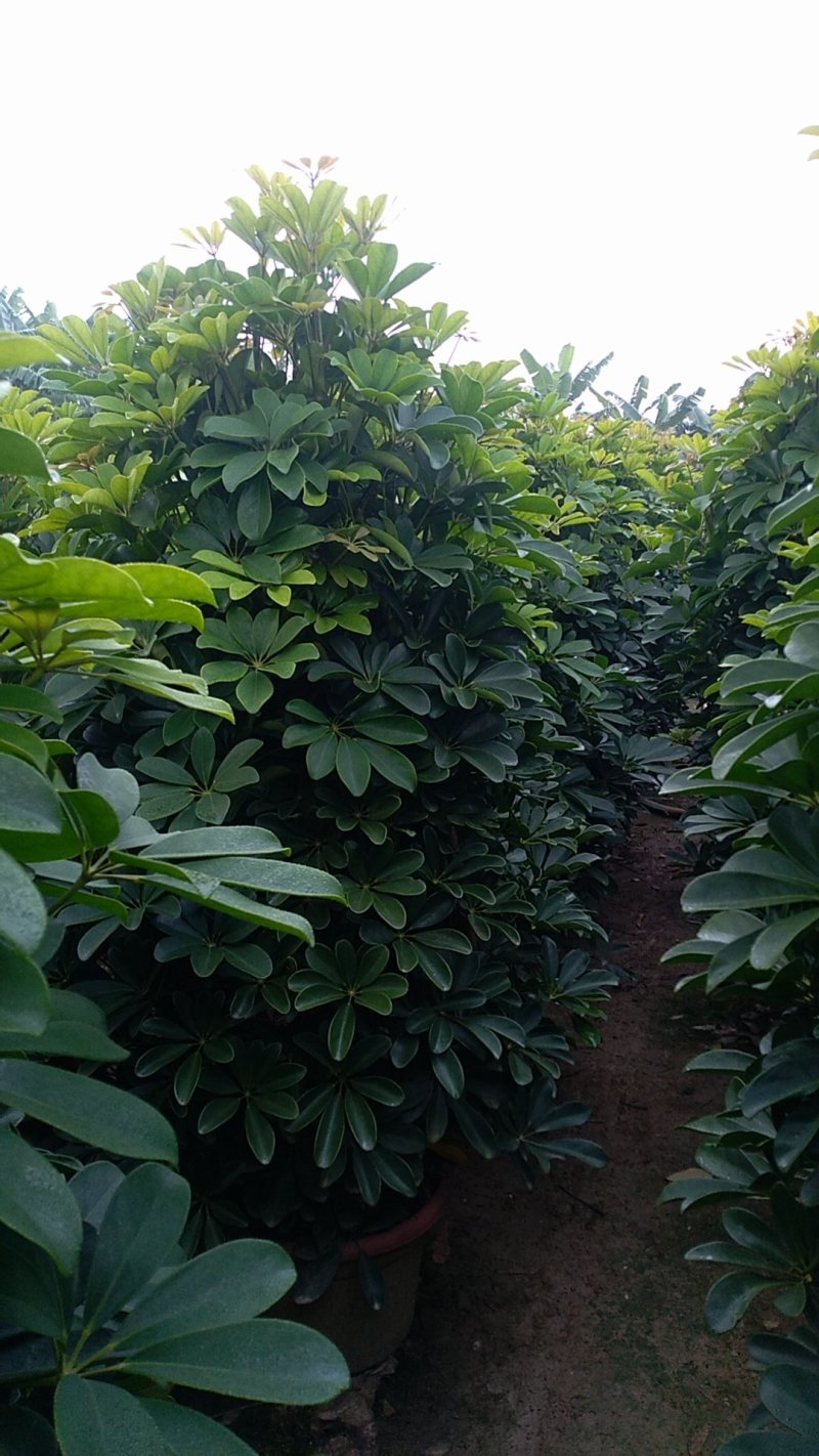 广州番禺鸭脚木，招财树。鹅掌柴，八方来财，一米四五高