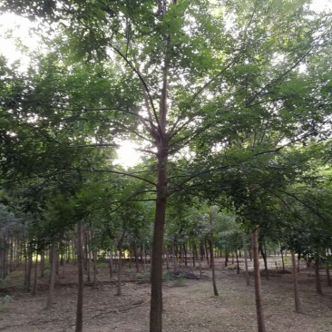 国槐，定植定杆国槐，大规格国槐