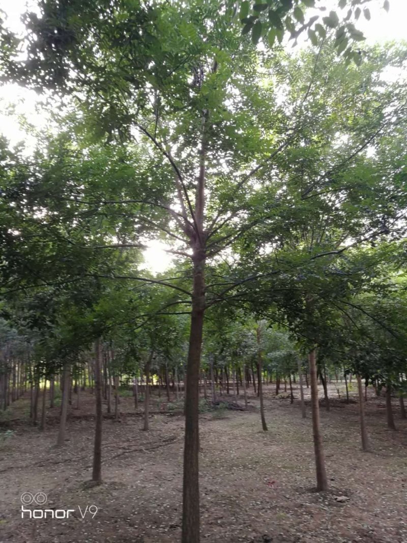国槐，定植定杆国槐，大规格国槐