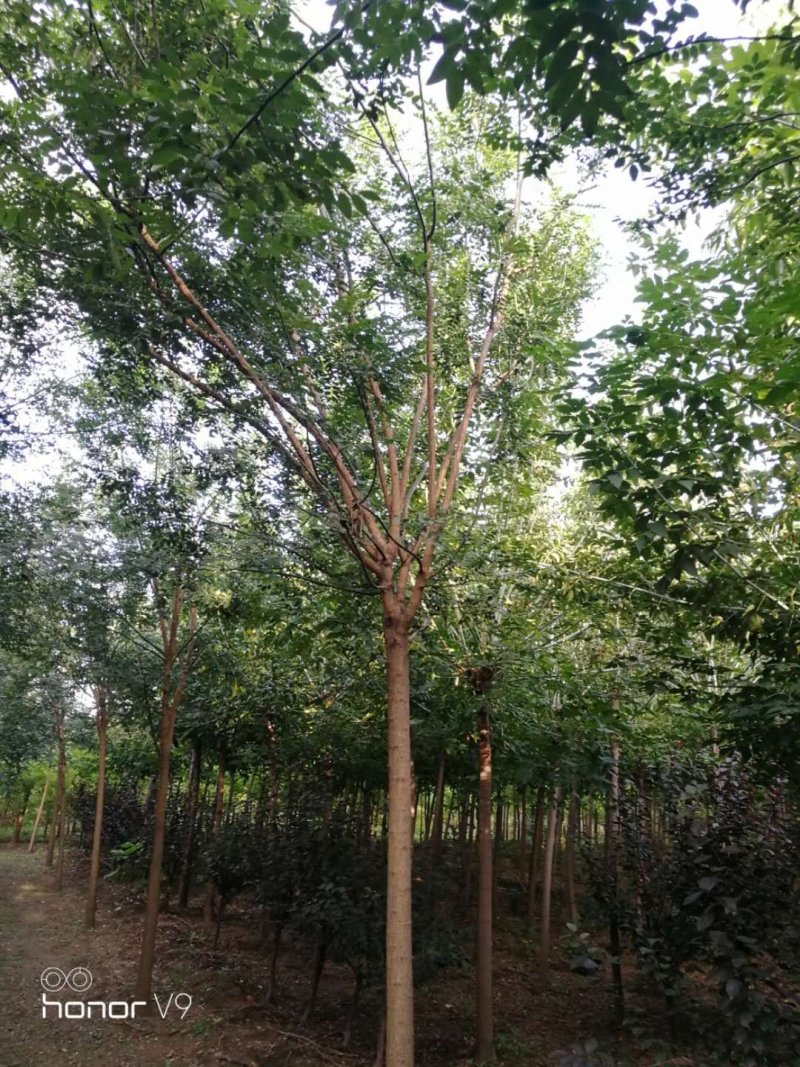 国槐，定植定杆国槐，大规格国槐