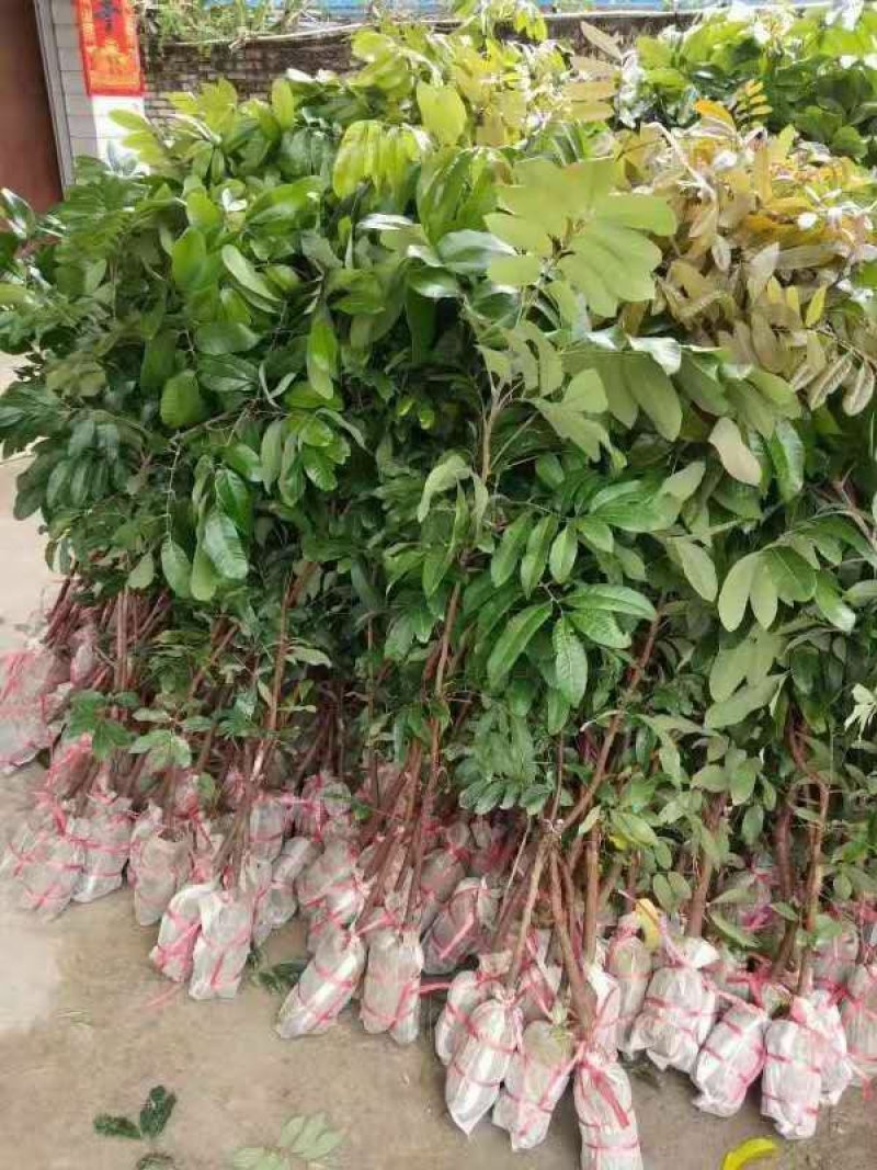 龙眼苗石硖储良四季龙眼品种纯正大小规格齐全
