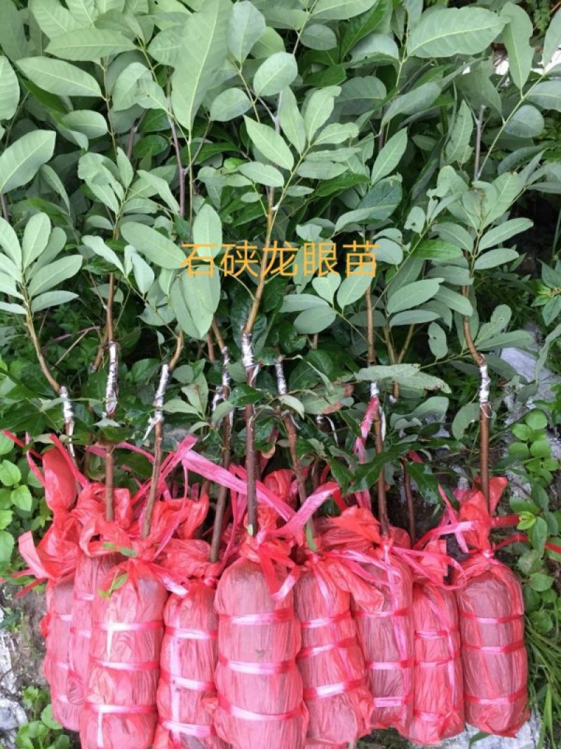 龙眼苗石硖储良四季龙眼品种纯正大小规格齐全