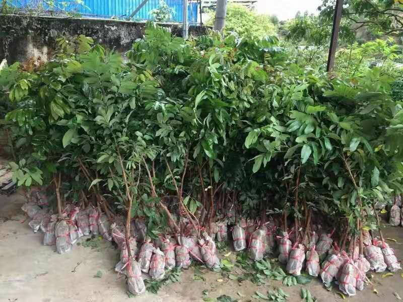龙眼苗石硖储良四季龙眼品种纯正大小规格齐全