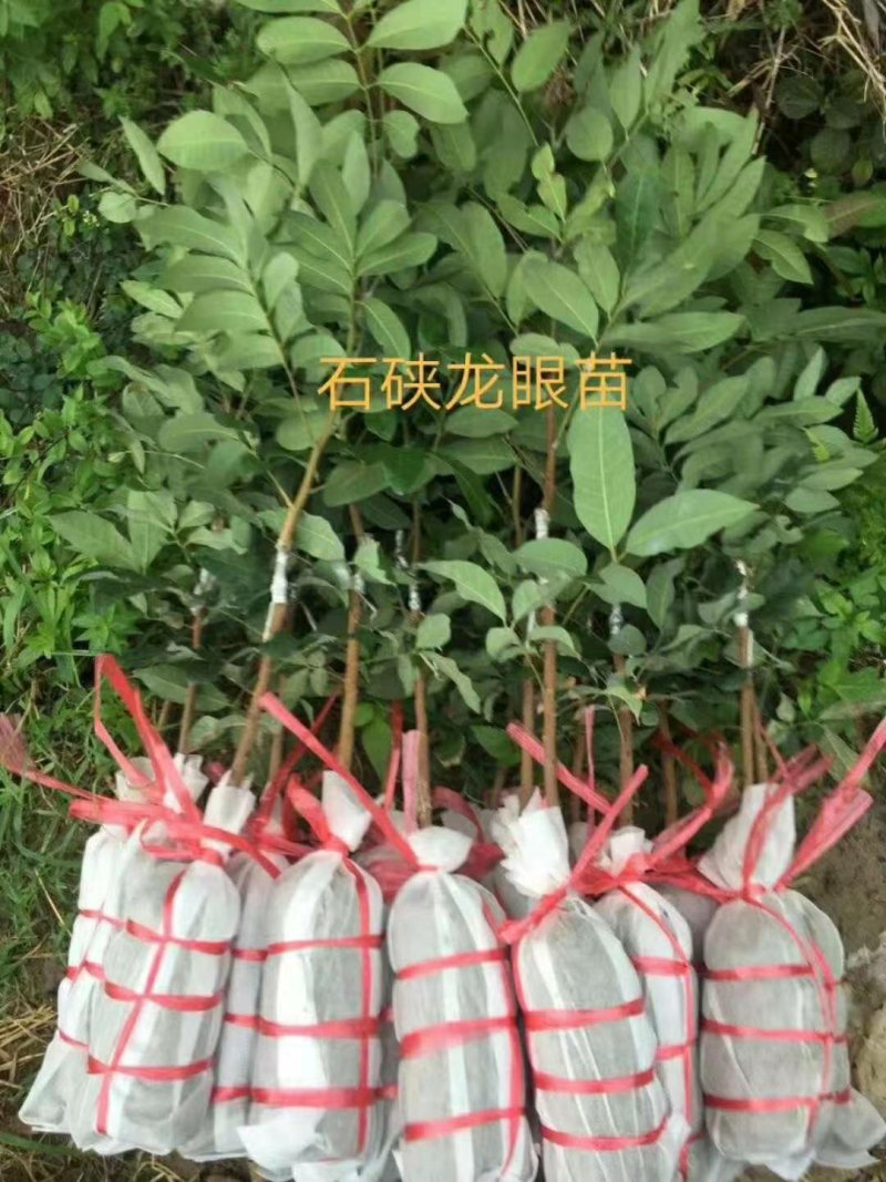 龙眼苗石硖储良四季龙眼品种纯正大小规格齐全