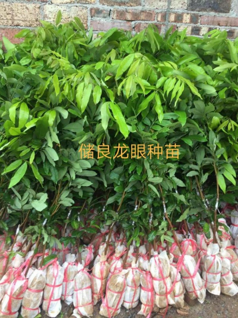 龙眼苗石硖储良四季龙眼品种纯正大小规格齐全