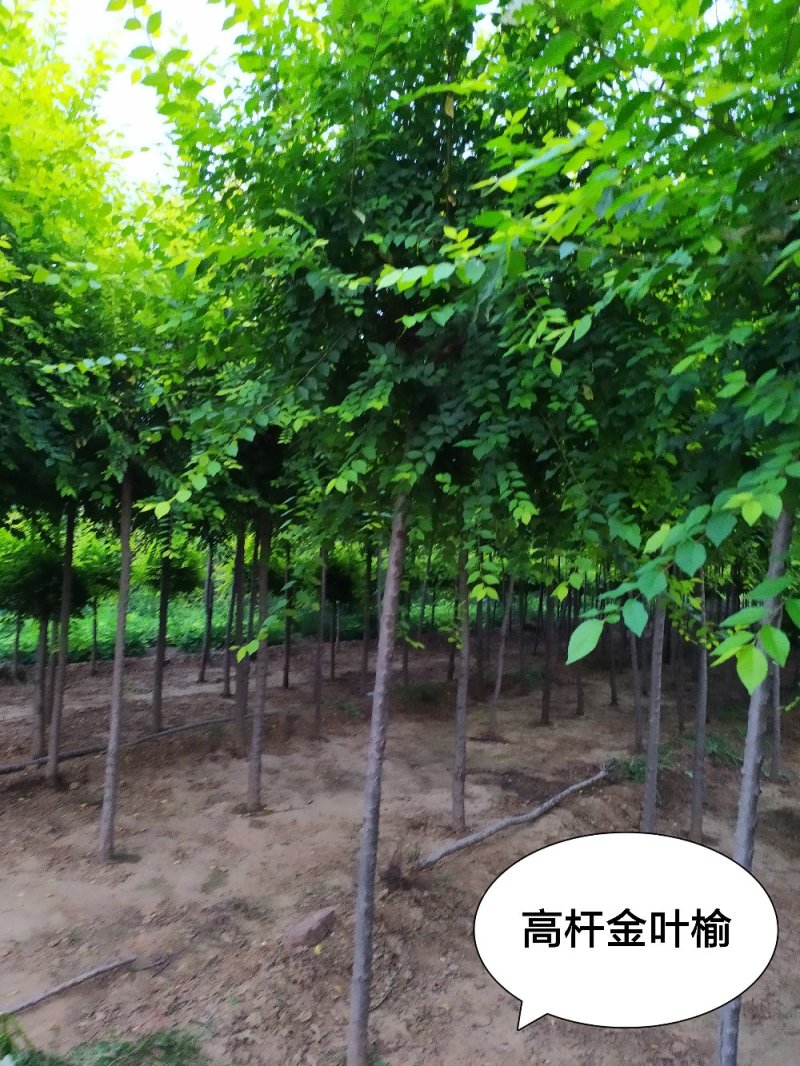 供应，地接金叶榆0.6以上大量出售