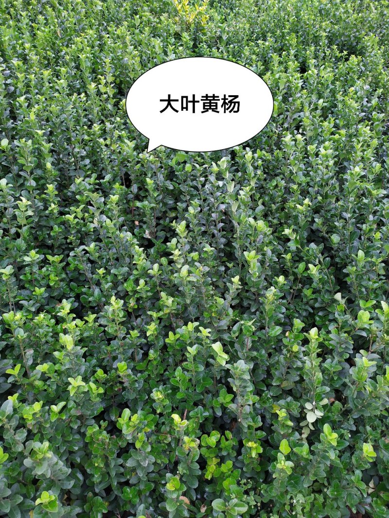 供应，大叶黄杨40-80公分