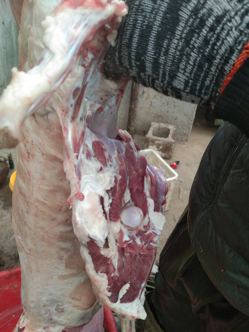 鲜羊肉