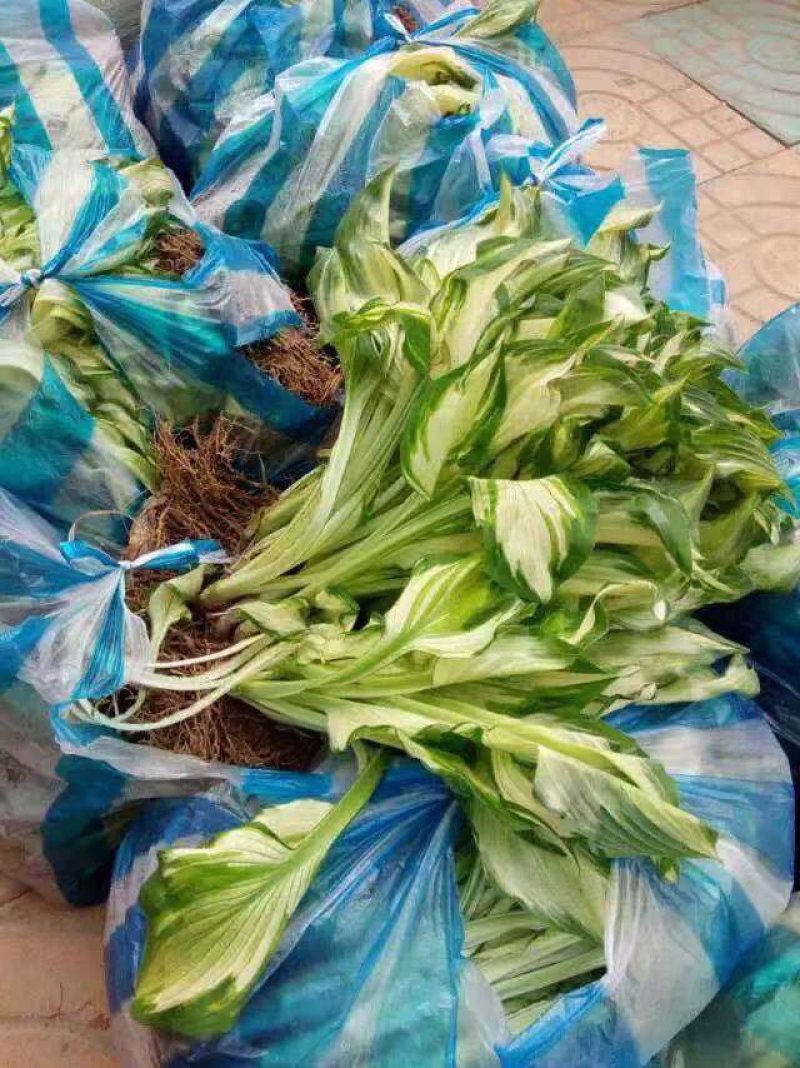麦冬草地被专售批发中，细，矮，金包技术包成活