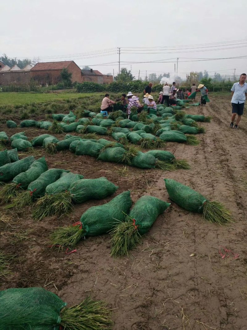 麦冬草地被专售批发中，细，矮，金包技术包成活