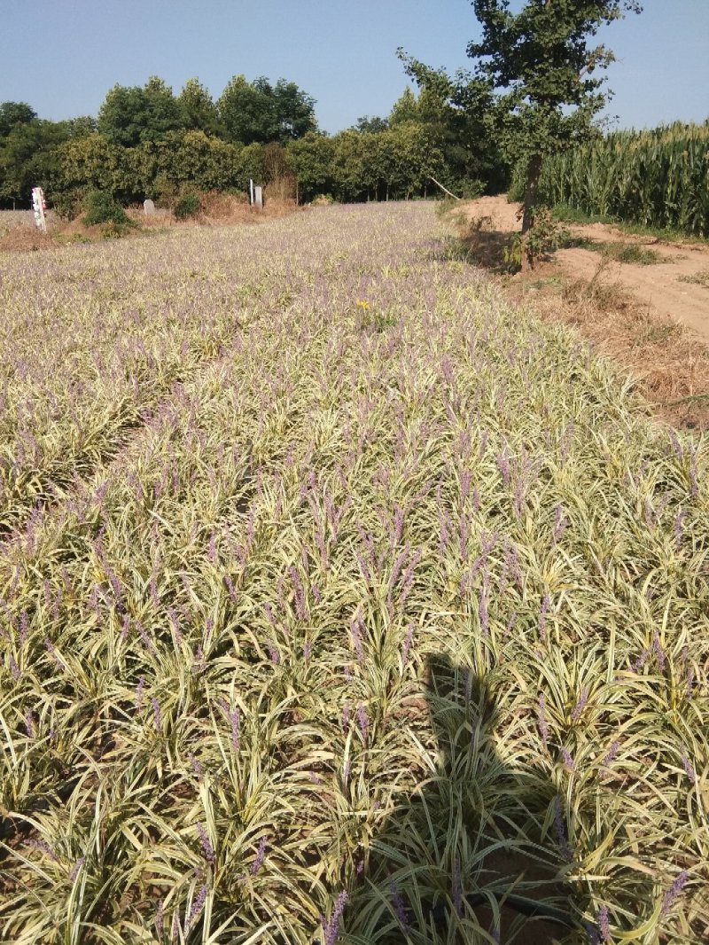 麦冬草地被专售批发中，细，矮，金包技术包成活