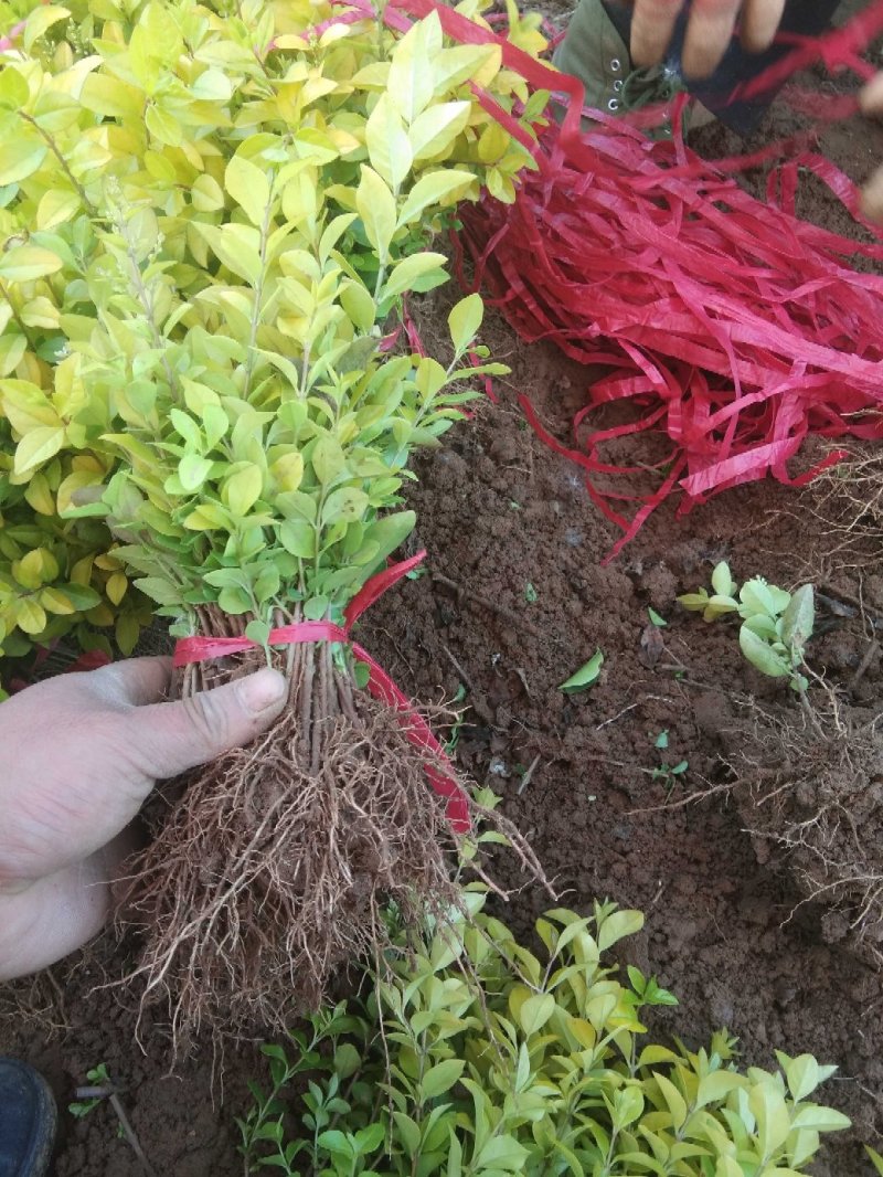 红叶小檗苗10~20cm工程苗批发包技术包成活