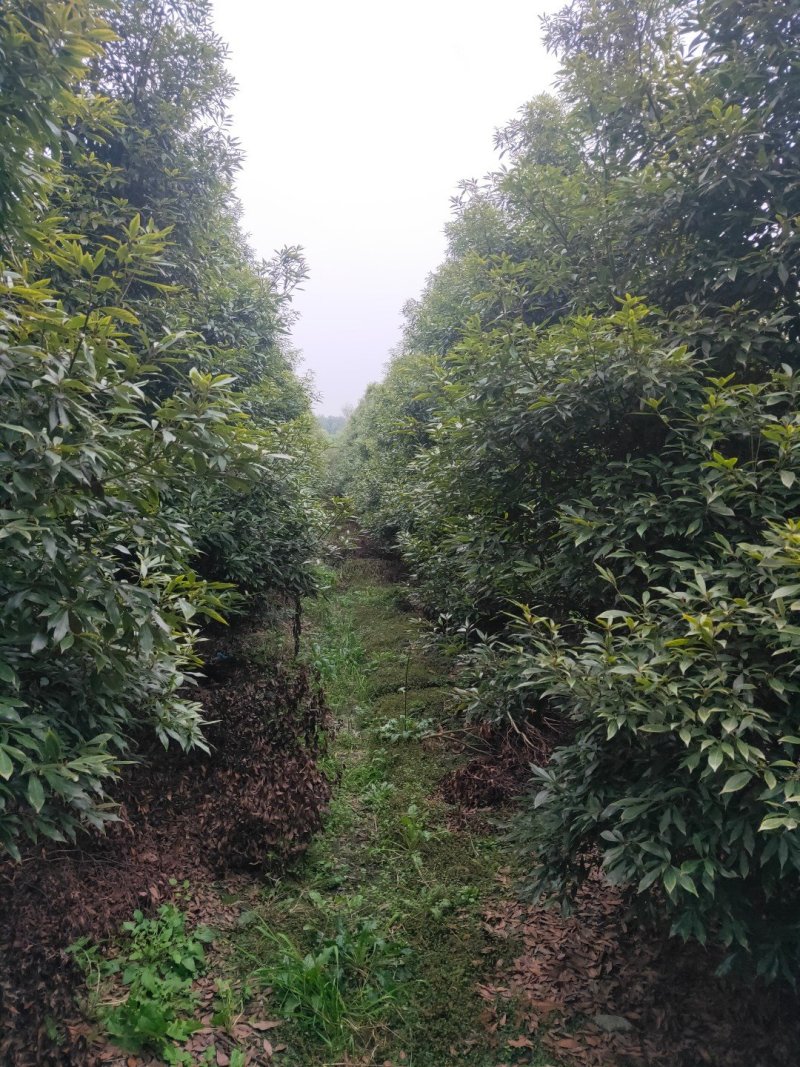 小叶桢楠金丝楠木桢楠生产基地直销优势大量出售中