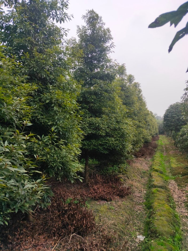 小叶桢楠金丝楠木桢楠生产基地直销优势大量出售中